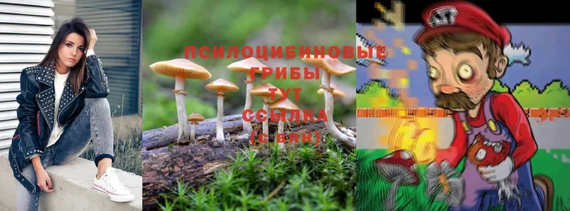 Псилоцибиновые грибы Psilocybine cubensis  где продают   Тырныауз 